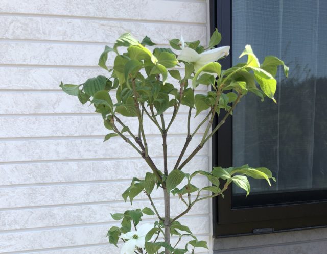 郡山市では住宅を新築すると記念樹がもらえます